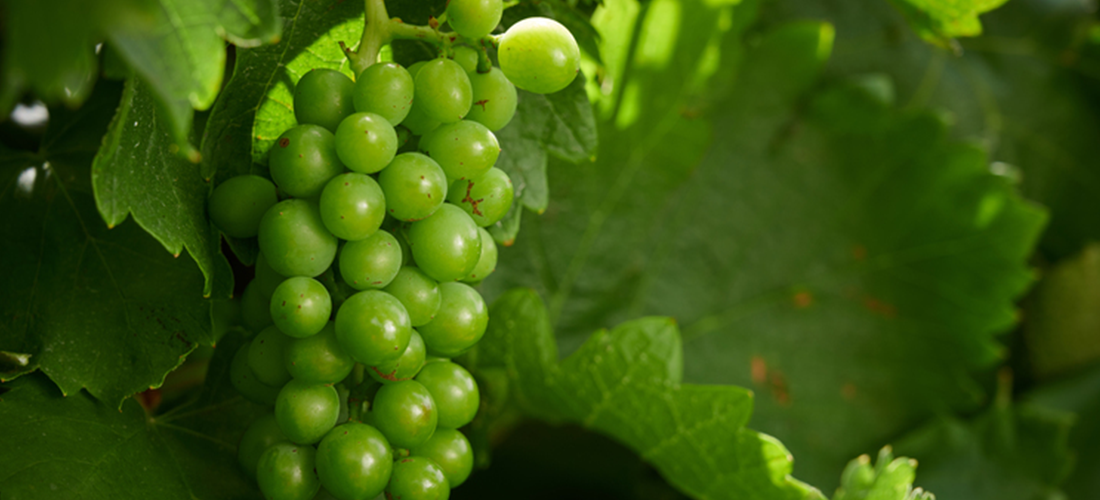 Close up of unripe grapes on the vine